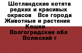 Шотландские котята редких и красивых  окрасов - Все города Животные и растения » Кошки   . Волгоградская обл.,Волжский г.